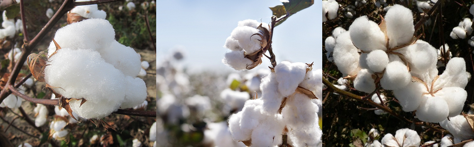 Bông cotton - Công Ty TNHH Thương Mại Tân Phát